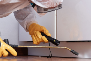 Messie Schädlingsbekämpfung Hildesheim